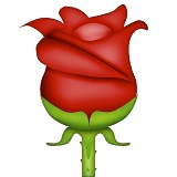 the rose viber the rose viber